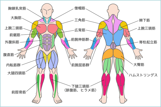 スキーやスノボに必要な筋肉