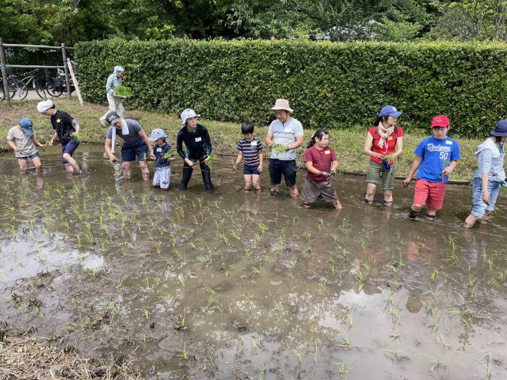 田植え